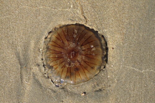 Excursies op het strand Kwal, rond, strand, katwijk aan zee, excursies