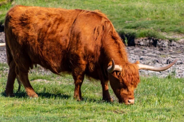 Hooglander, highland cattle, scottish, mother's