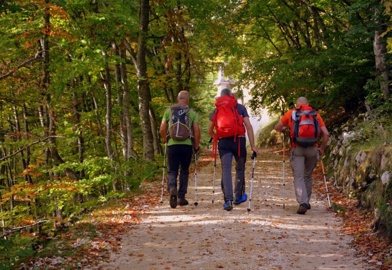 wandelen, Najaarswandeling, excursion, forest, natuur, meijendel