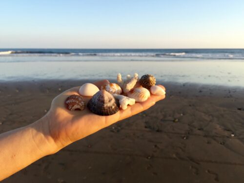 Schelpen in hand, excursies
