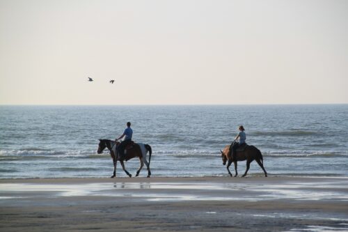 Paarden op het strand Paarden op het strand