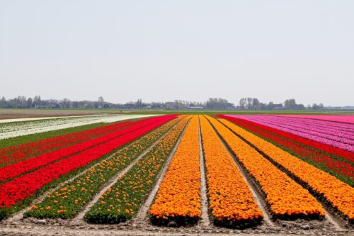 bulbs, bulb fields, tulips, bollen