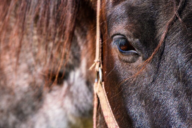 Horse close up, paard, markten