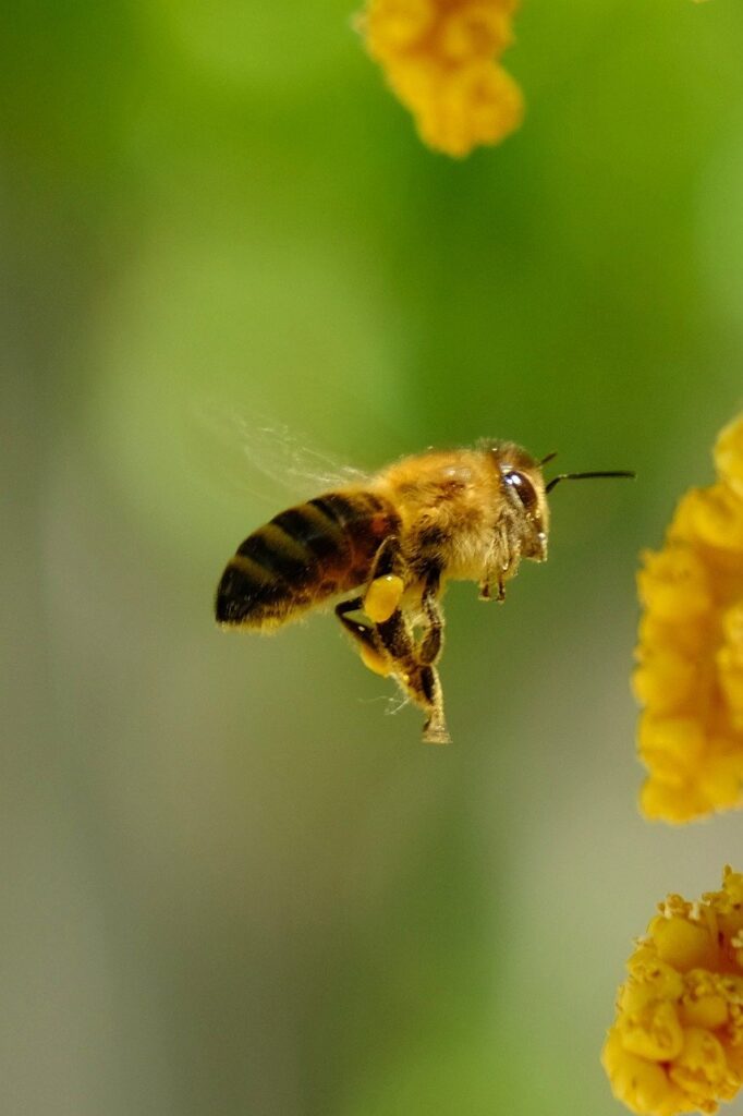 Bij, bee, insect, pollinate