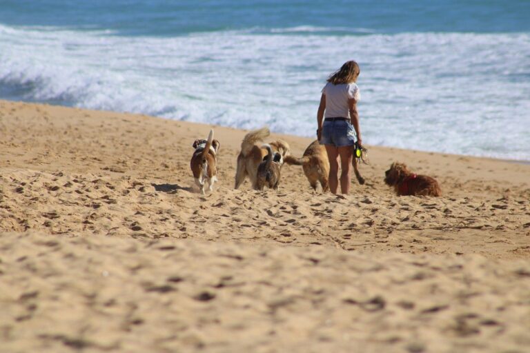 Honden op het strand