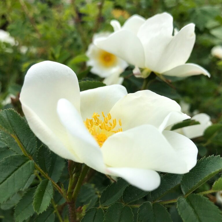 duinroos, rosa pimpinellifolia, dunes rose, flowers