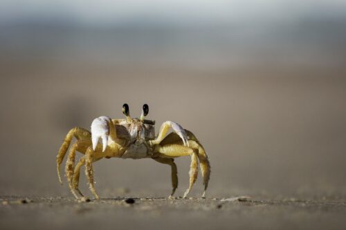 Krab krab, crab, shellfish, beach, excursies