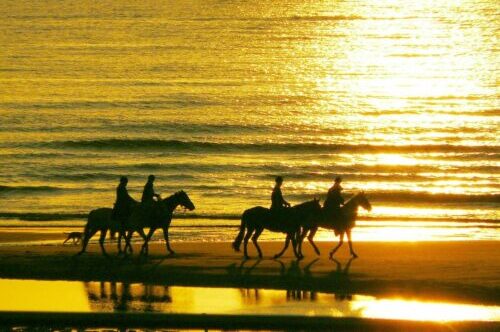 Paarden op strand, zonsondergang Paarden op strand, zonsondergang