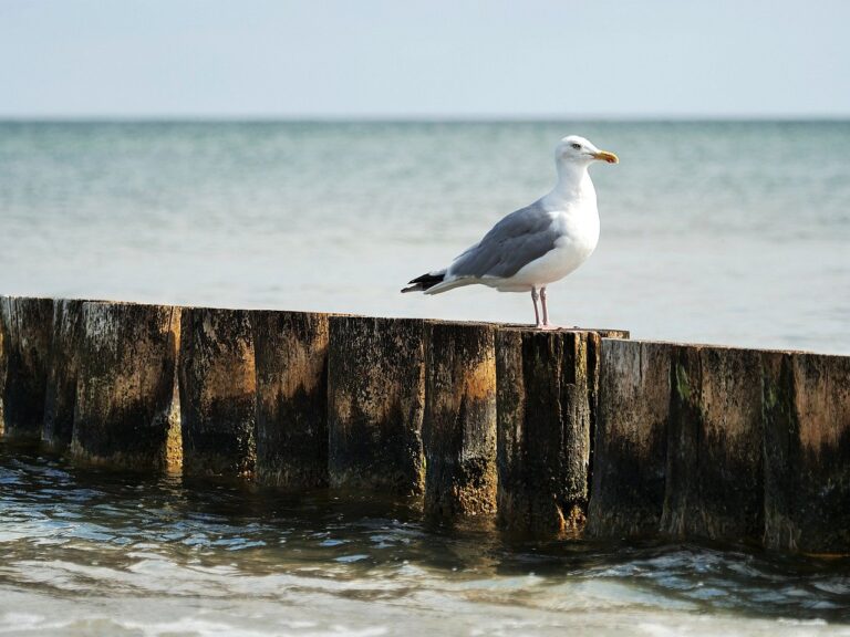 meeuw, seagull, bird, perched, vogelspotten