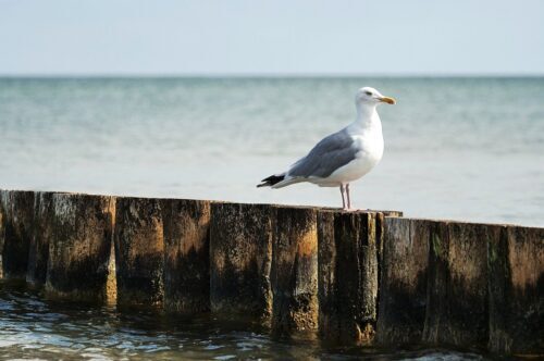 Meeuw, seagull-bird-perched meeuw, seagull, bird, perched, vogelspotten